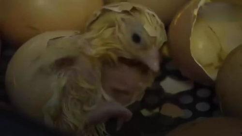 小鸡孵化技术视频,视频解析孵化全过程