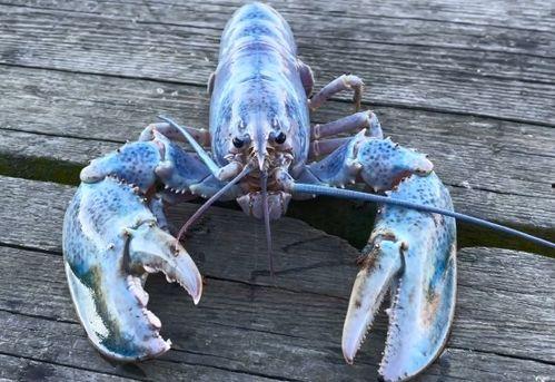 捉龙虾视频,跟随视频捕捉夏日乐趣